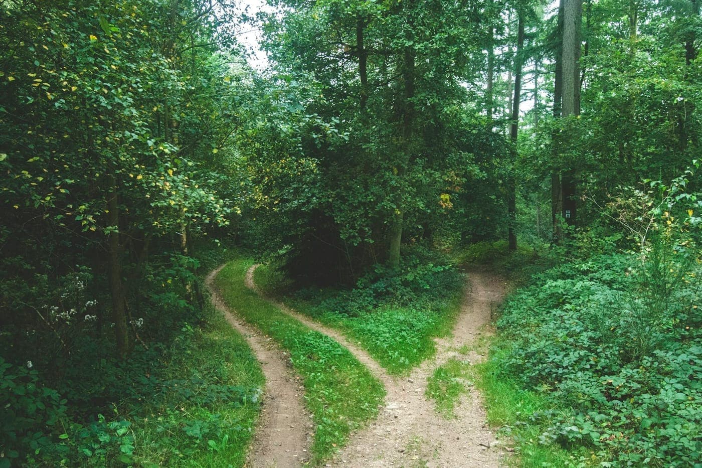Two dirt paths diverging through a lush green forest